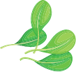 Custom Category Image